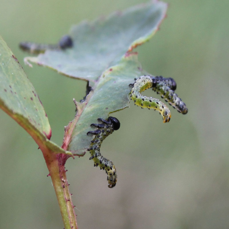 identificazione bruchi: Arge ochropus